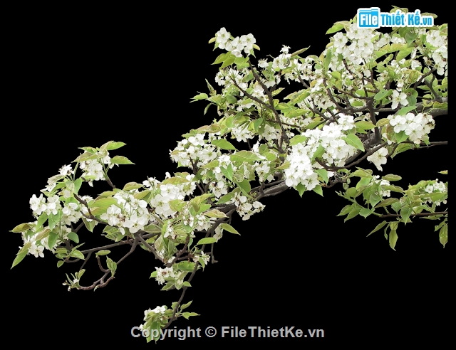 thư viện photoshop,cây photoshop,thiết kế cây hoa